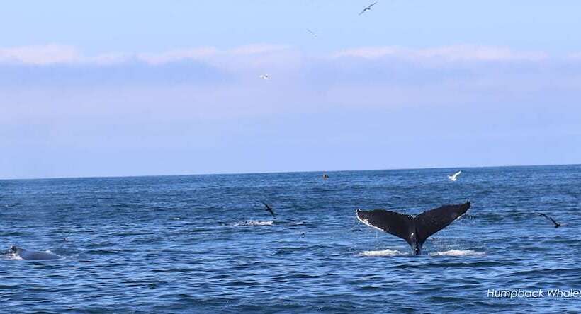 ホテル Great Blasket Island Accommodation