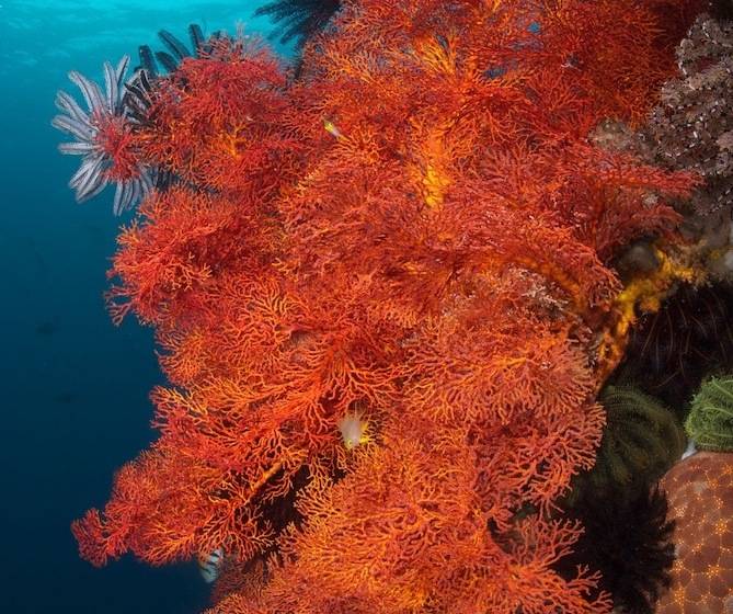هتل Murex Bangka Dive Resort