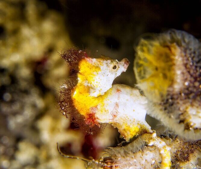 هتل Murex Bangka Dive Resort