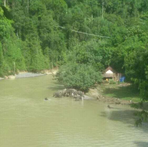 مبيت وإفطار Green Lodge Tangkahan