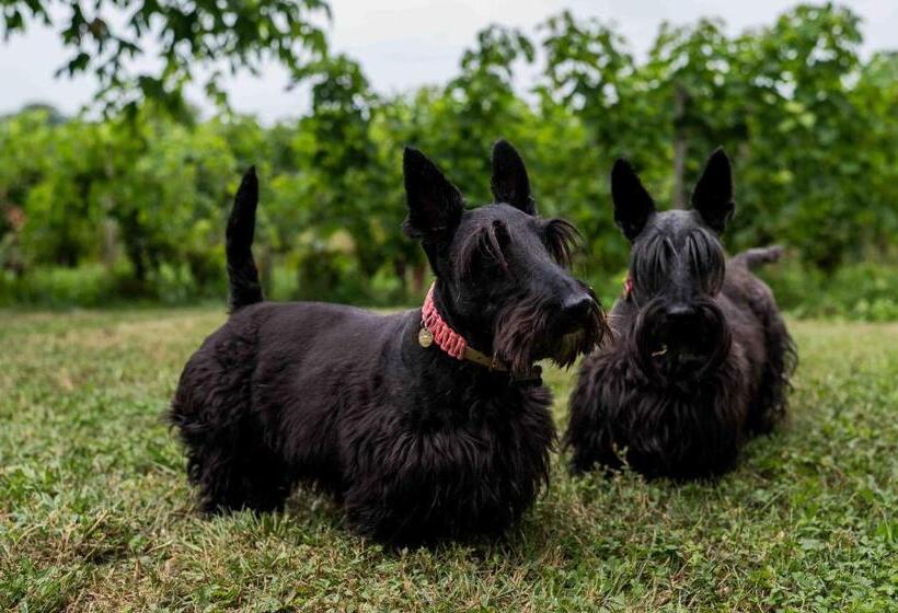 ベッドアンドブレックファースト Clos De La Barbanne