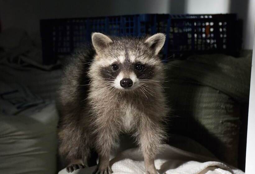 호텔 Shishki Na Lampushke   Casa De Campo