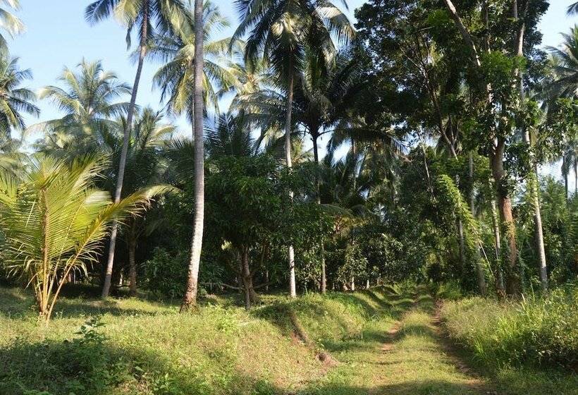 بنسيون The Tree