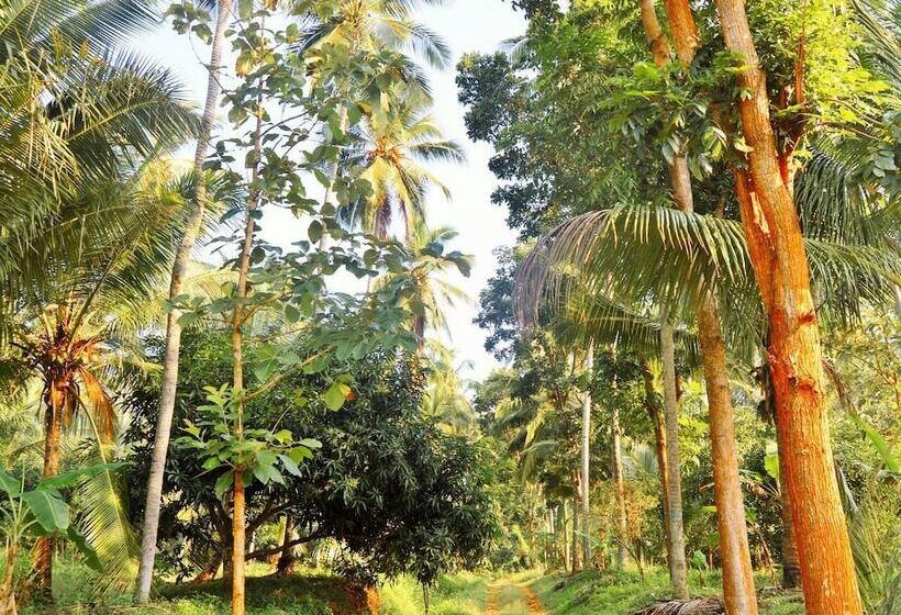 بنسيون The Tree