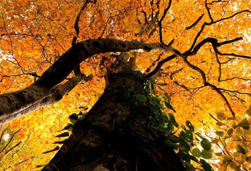 ريوكان Bunano Sato Shirakamikan