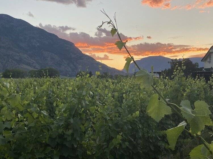 تختخواب و صبحانه Crowsnest Vineyards Guesthouse