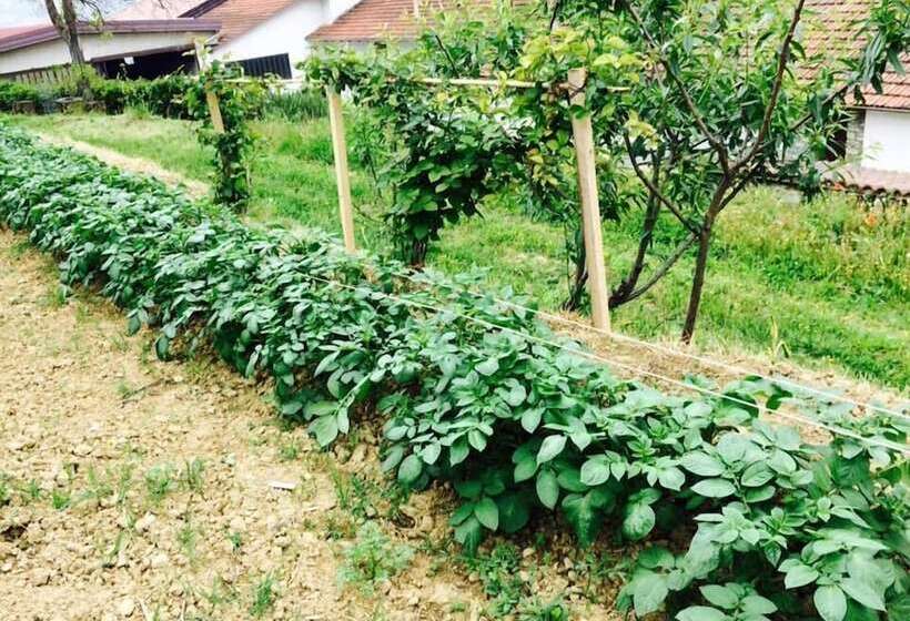 乡村酒店 Agriturismo Adorno