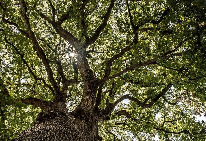 ベッドアンドブレックファースト Casale I Cirillo