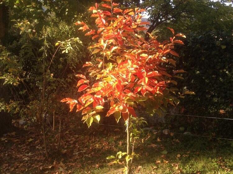 مبيت وإفطار Résidence Crone