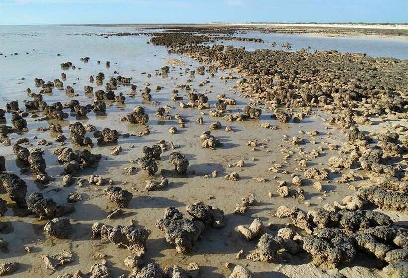 Отель Hamelin Pool Caravan Park