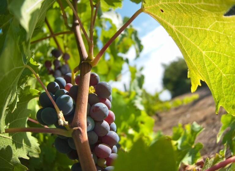 بنسيون Domaine De La Soucherie   Chambres D Hôtes