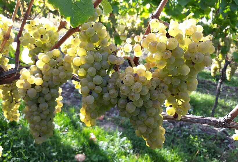 ペンション Weingut & Gastehaus Kaufmannschneider