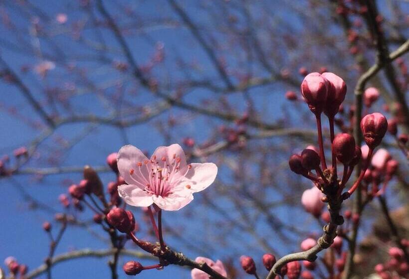 膳宿费 Le Chat Blanc
