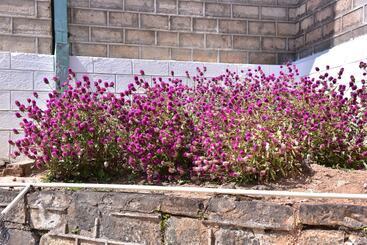 هتل Grand Peak Tea Garden