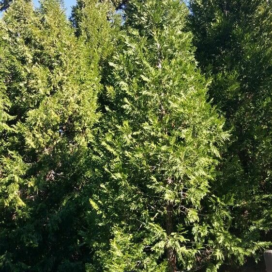 בית מלון כפרי Lake Arrowhead Chalets