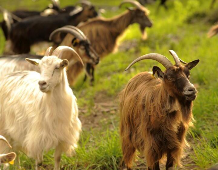 تختخواب و صبحانه Bergerie Du Prunelli