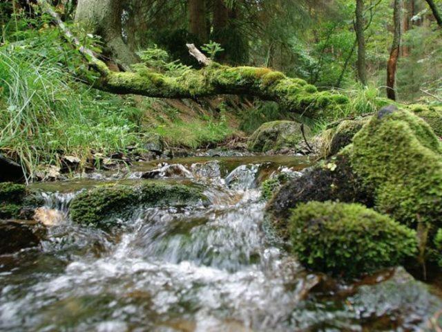 리조트 Typ Wieselbau