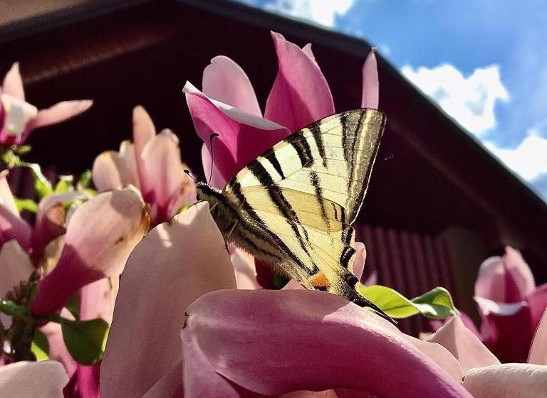 ペンション Monica