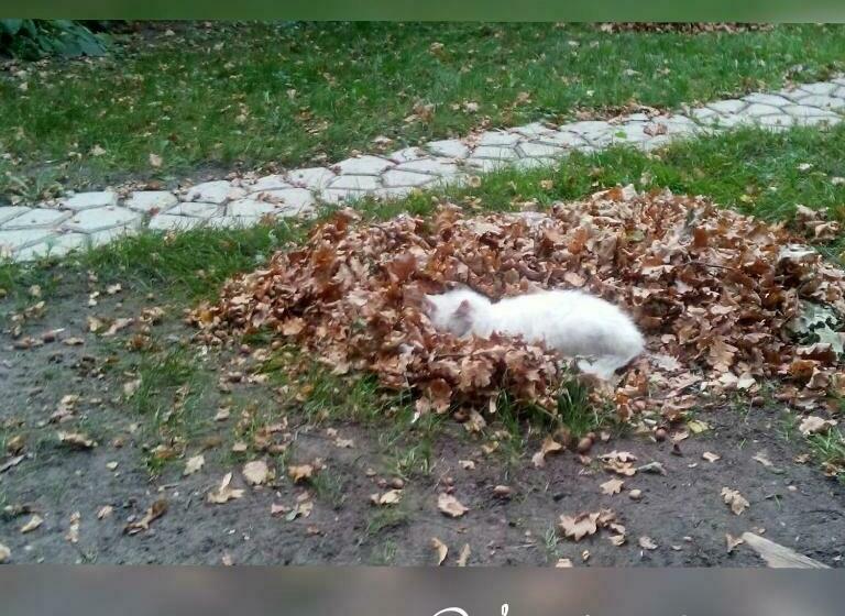 הוסטל Veniki Club