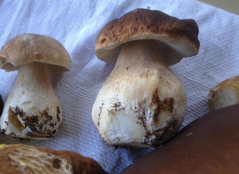 فندق صغير Lilla Trulla Gårdshotell   Feels Like Home