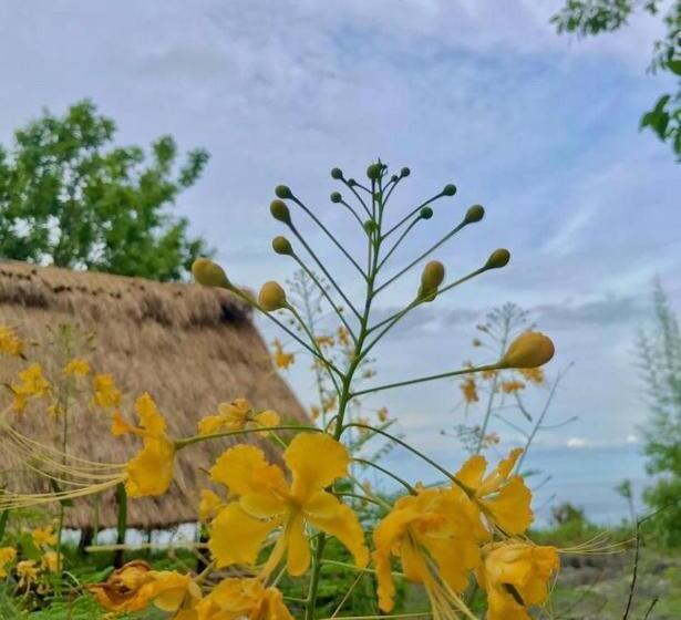 住宿加早餐  Oro Beach Houses