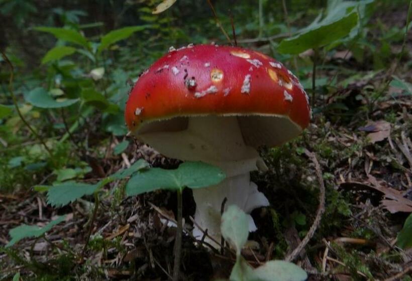 膳宿费 Penzión Baltazár