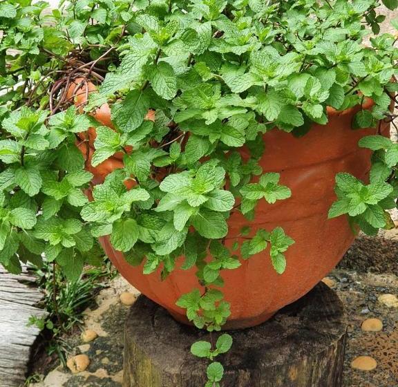 بنسيون Jardim Da Amazônia Lodge