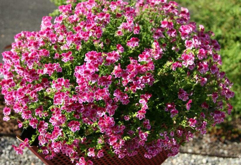 פנסיון Garni Frohsinn