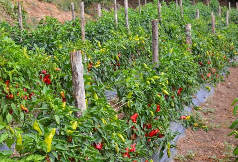 فندق Agriturismo E Turre