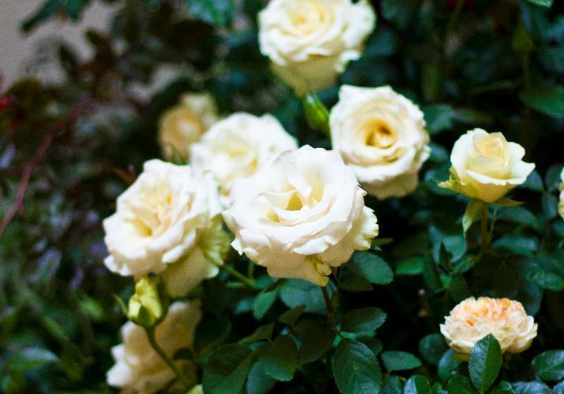 Fotos del hotel Residence Hilda:  3