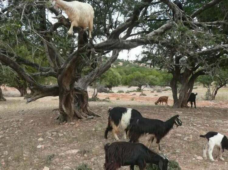 بنسيون Dar Idar Tafdna