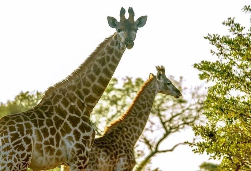 Отель Tembe Elephant Park Lodge