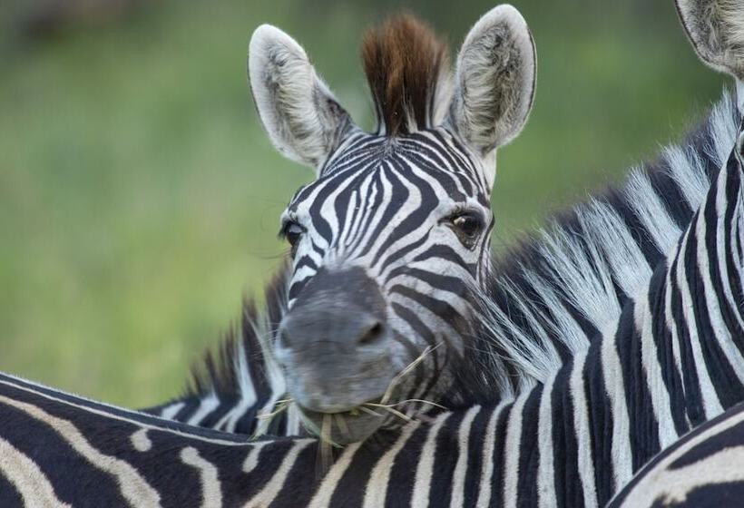 Отель Tembe Elephant Park Lodge