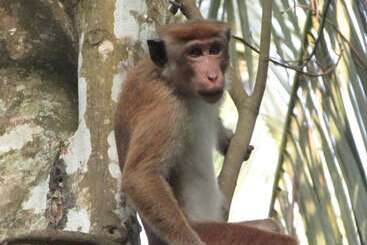 پانسیون Jungle Guest Mirissa