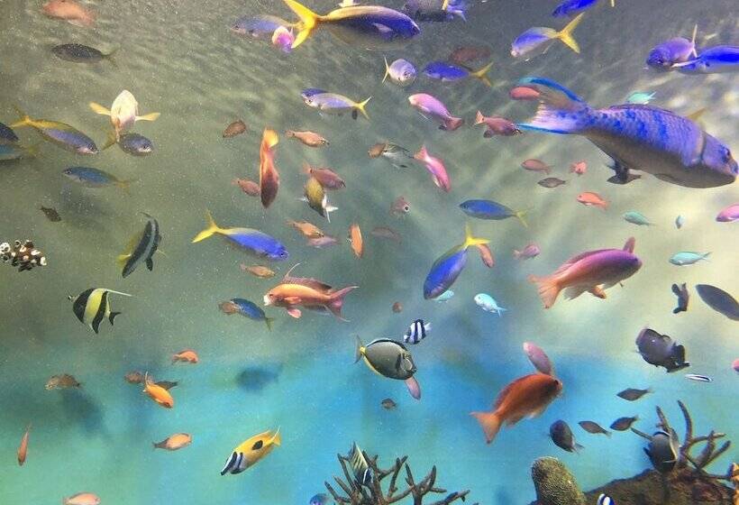 بنسيون Miyajima Machiya Hotel Shiomachi An