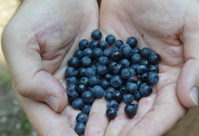 Milmari Resort   Apartman L43