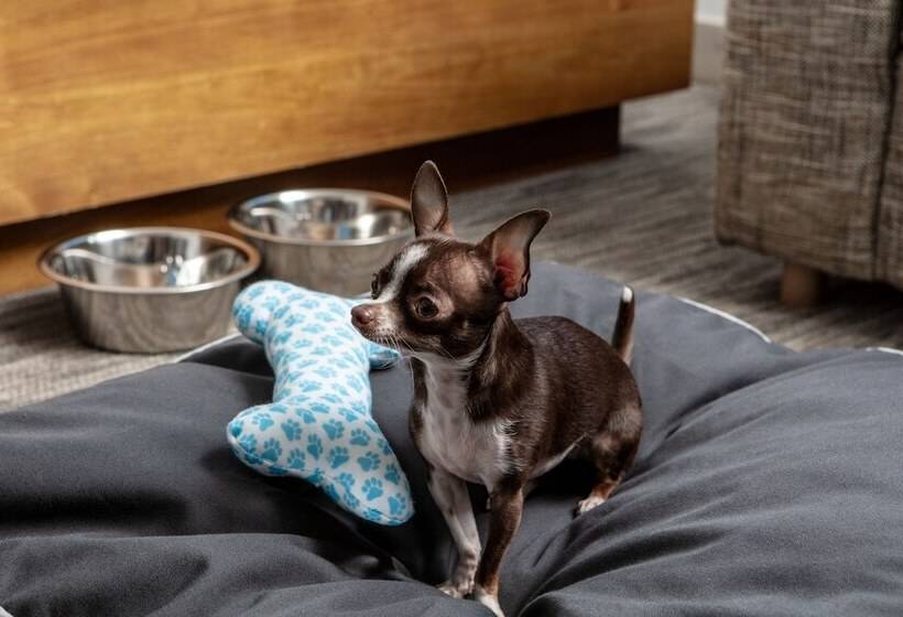 Fotos del hotel Element Orlando International Drive:  17