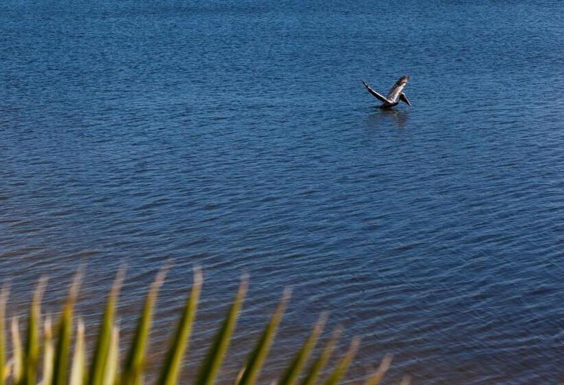 Chase Suite Hotel Rocky Point Tampa