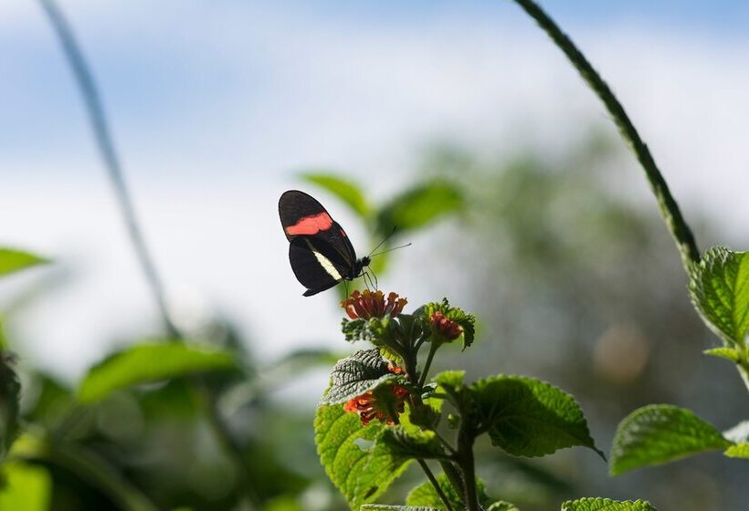 فندق Finca Rosa Blanca Coffee Farm And Inn