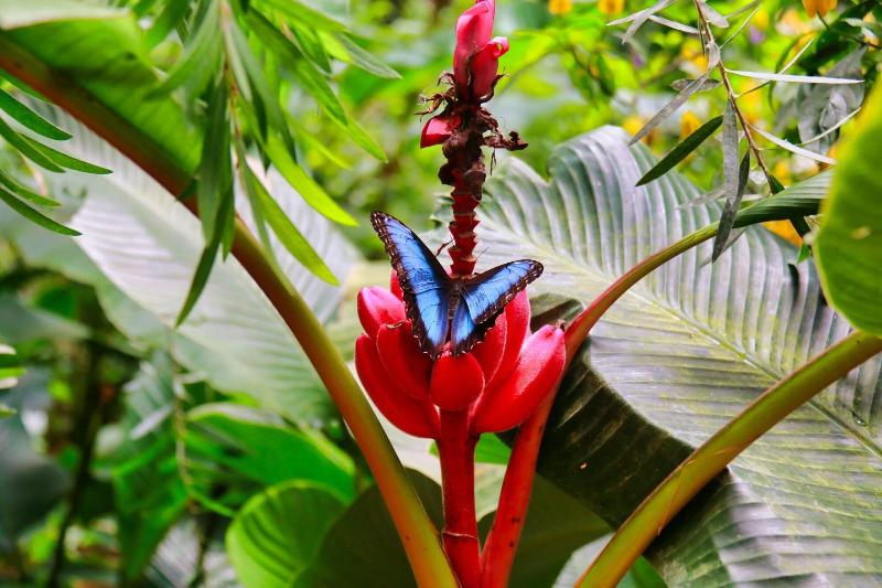 Fotos del hotel Heliconia  Monteverde:  17