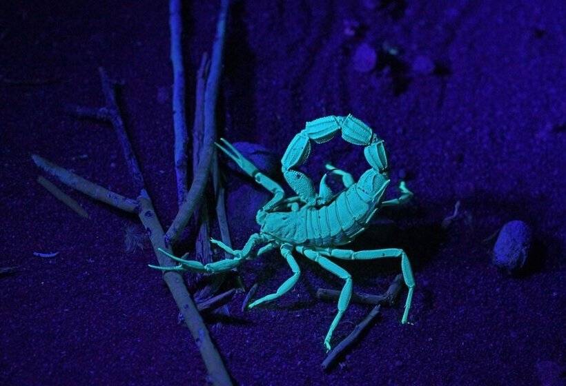 בית מלון כפרי Namib Desert Lodge