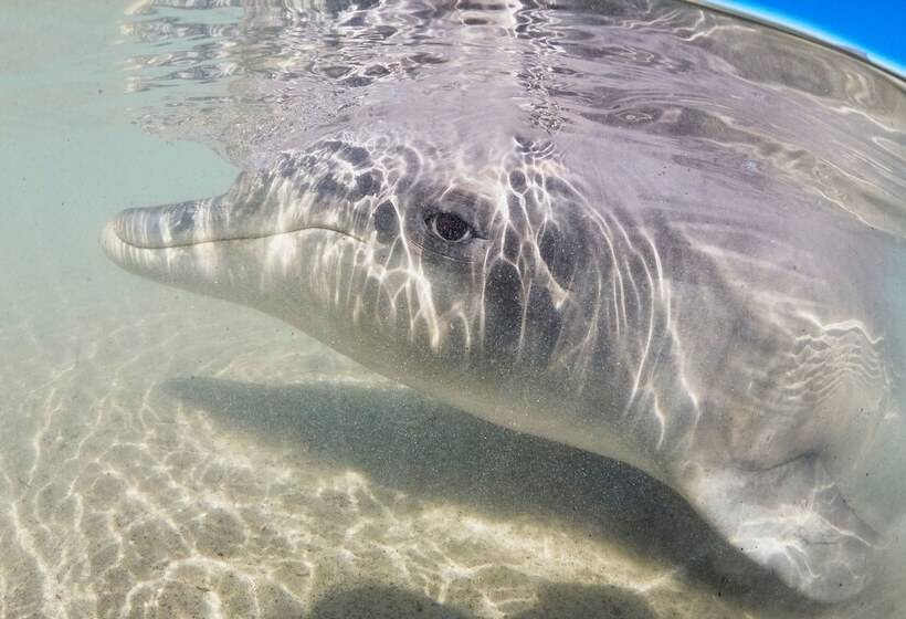 Hotel Rac Monkey Mia Dolphin Resort