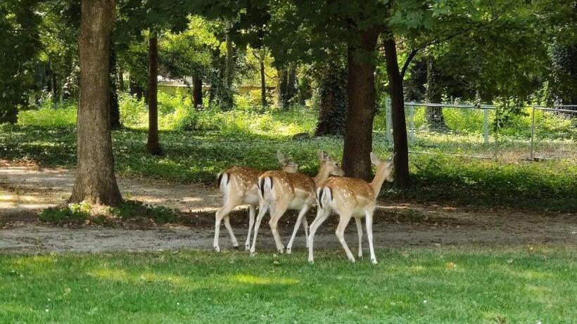 Fotos del hotel Gartenhotel Altmannsdorf:  15