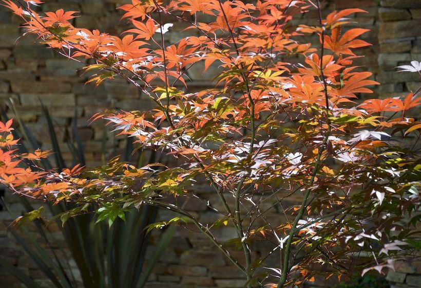 Fotos del hotel Cahuel Buenos Aires Hotel:  17