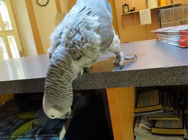 Fotos del hotel U Dvou Zlatych Klicu:  21