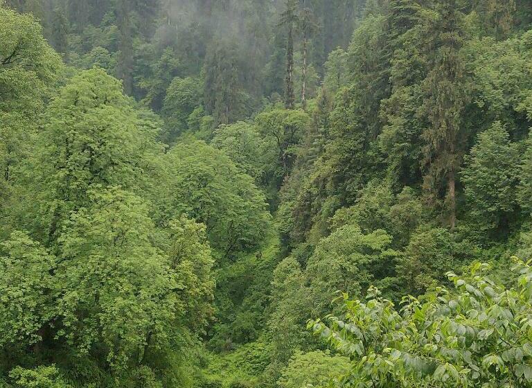 فندق The Forest Pinnacle And Café, Jibhi