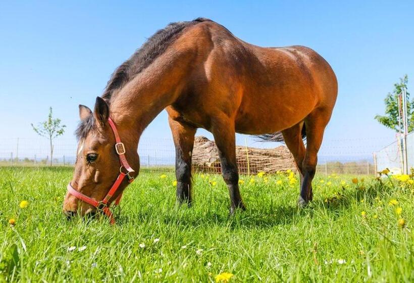 בית מלון כפרי Hof Tschannen