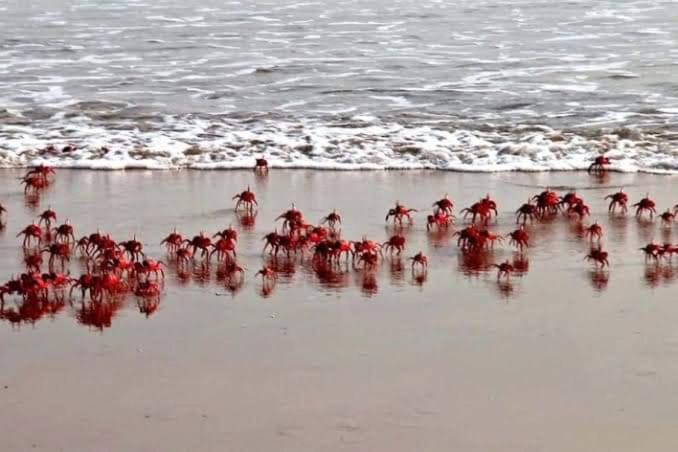 בית מלון כפרי Costal Valli Resorts