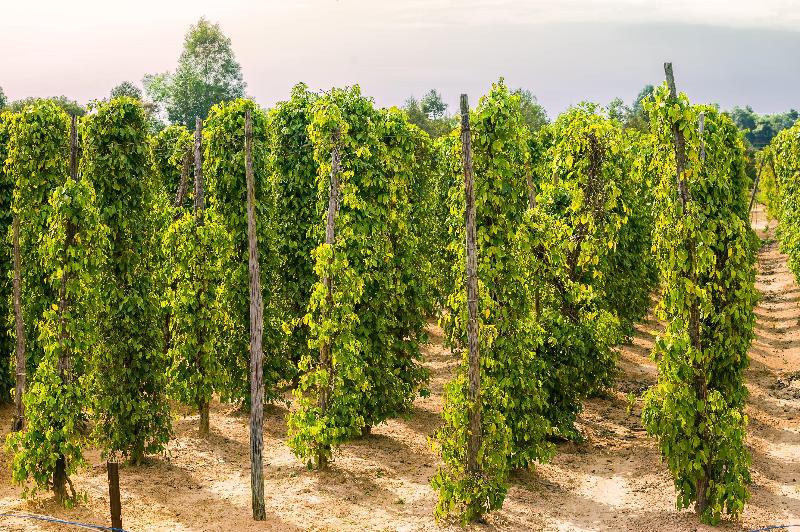 בית מלון כפרי Regent Phu Quoc