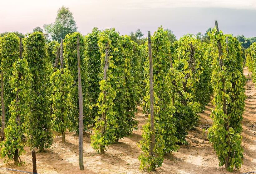 בית מלון כפרי Regent Phu Quoc